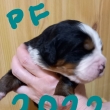 PF 2022